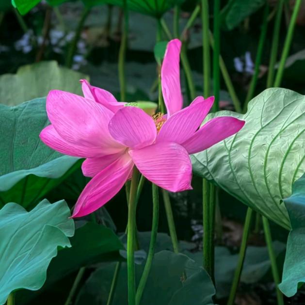 💞🌸ﾉಥ益ಥ🍀💙💞