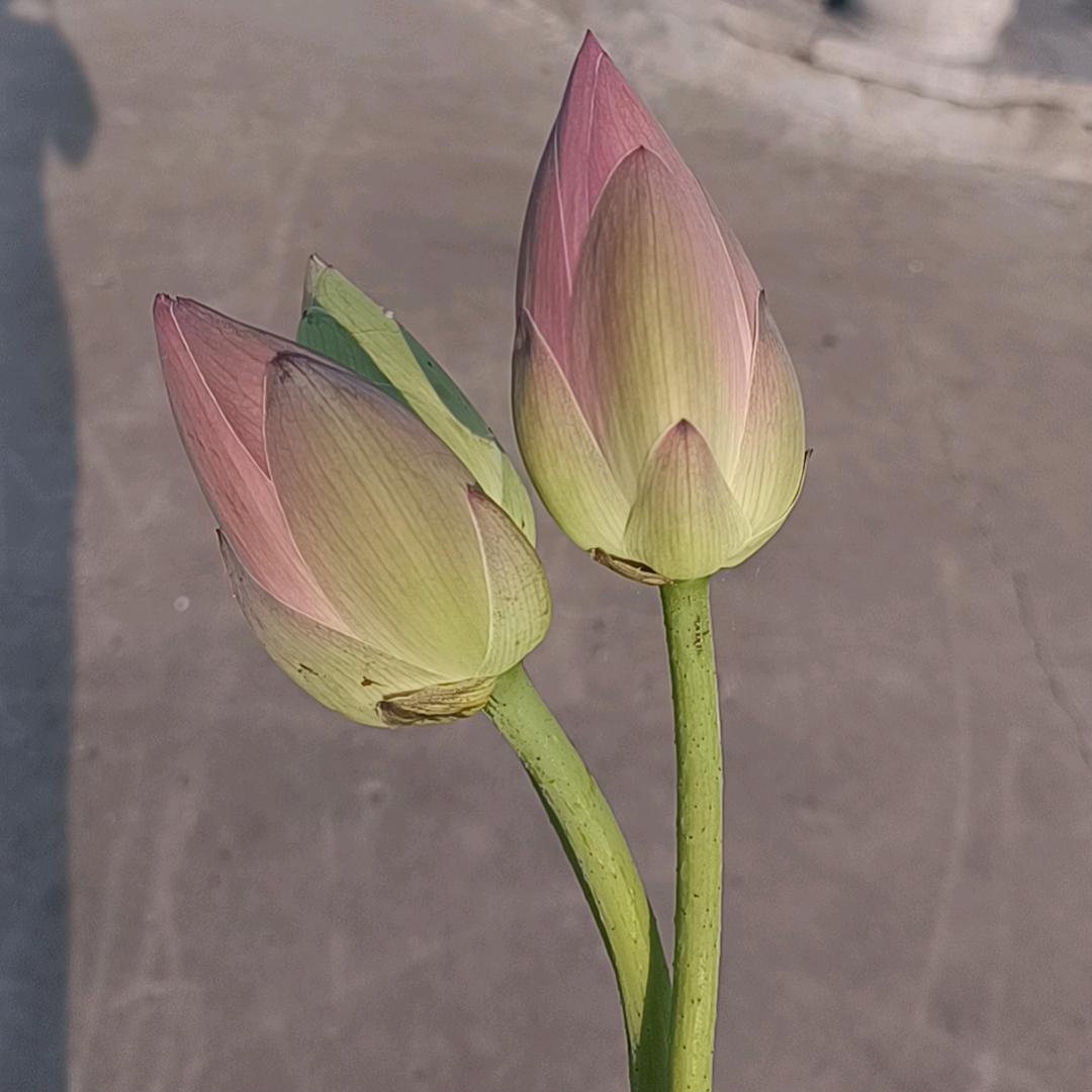 悲喜自渡