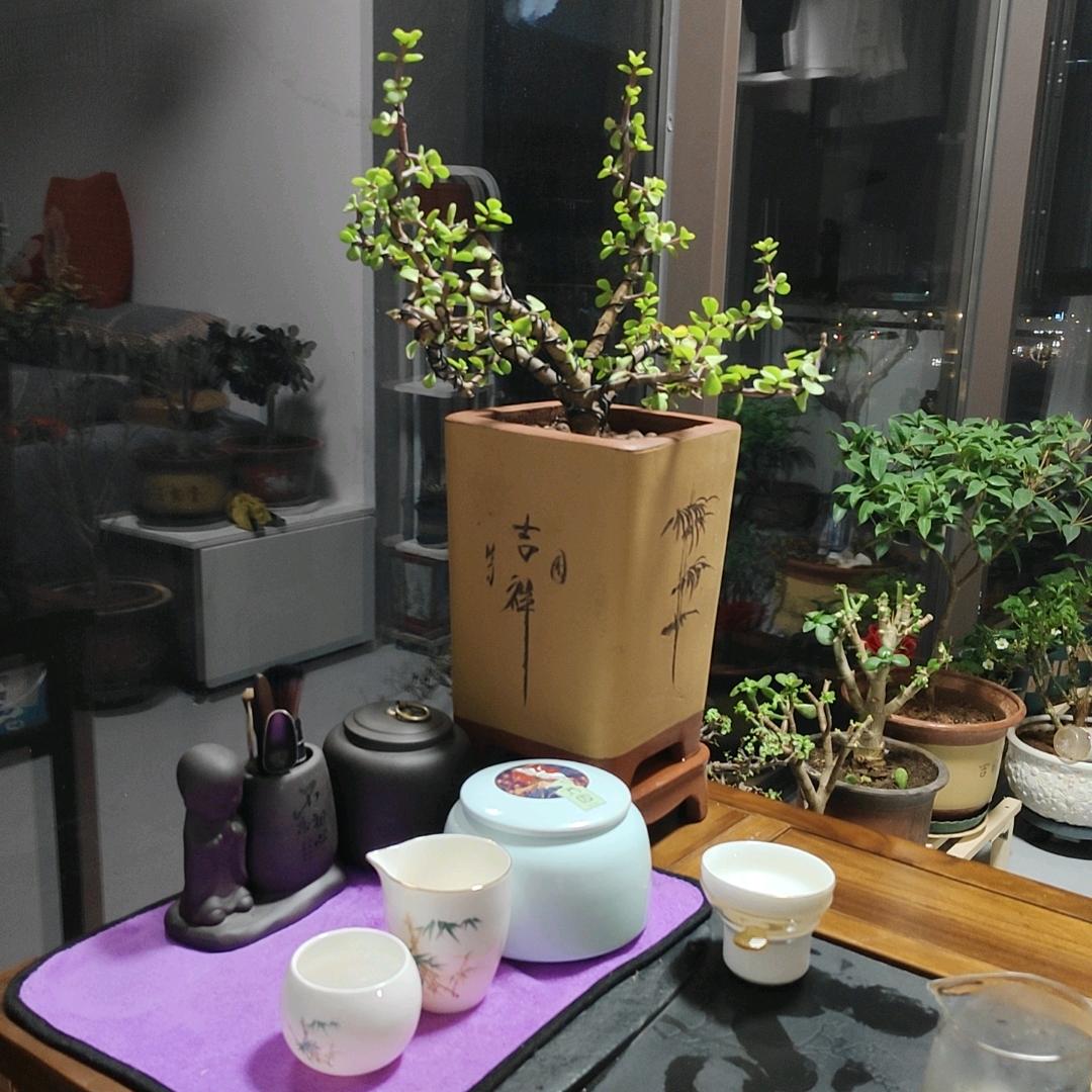 翱翔蓝天