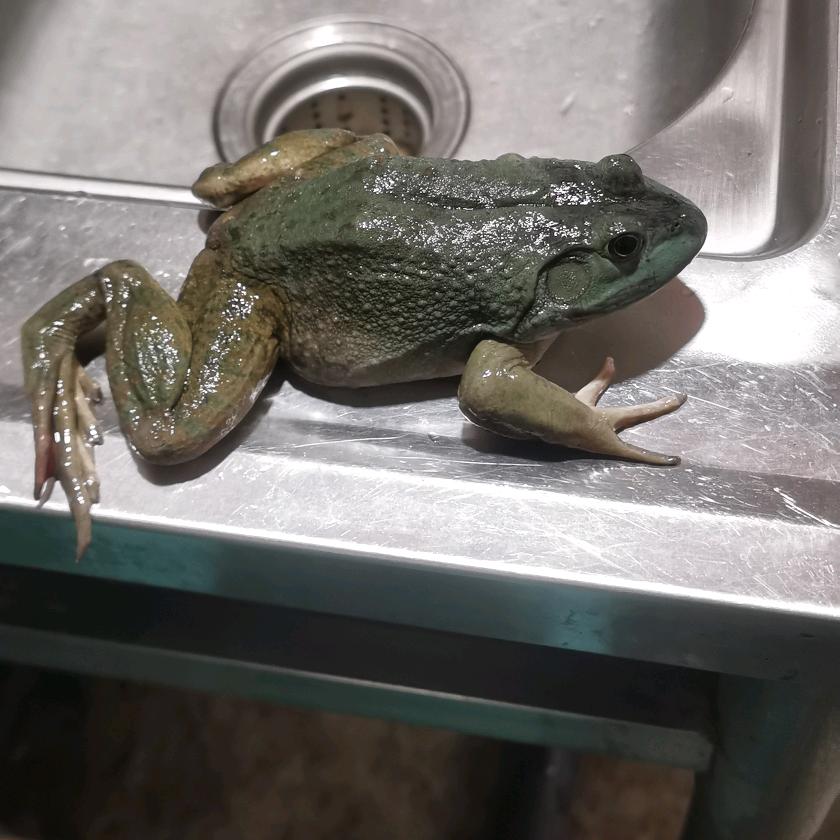 合格的钓鱼佬