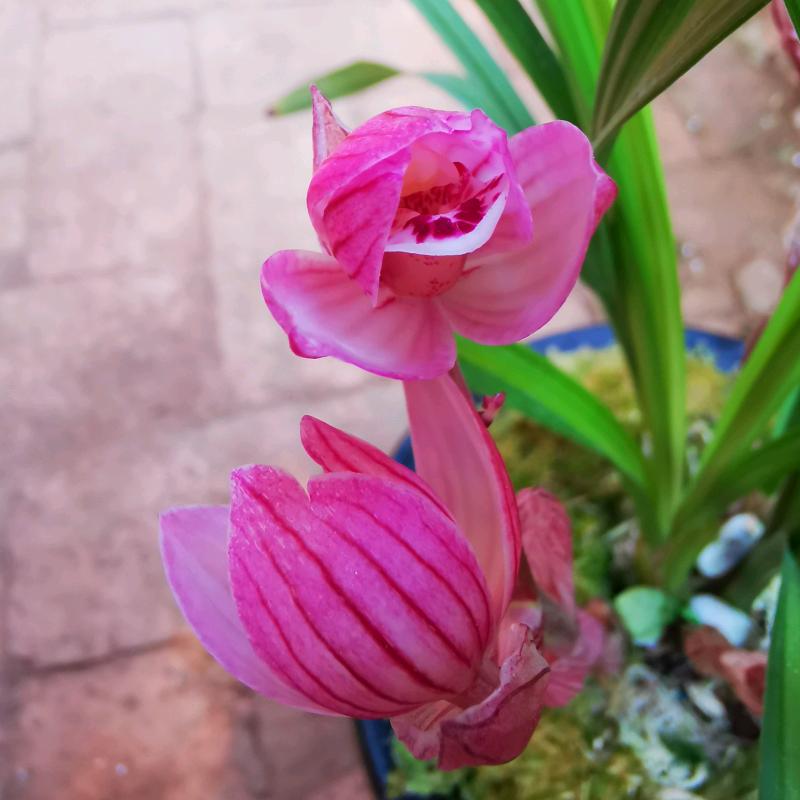 贵乌当景兰花卉经营部