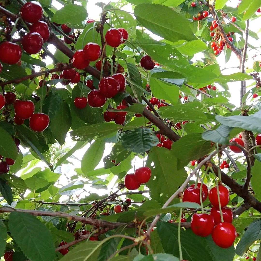 傅家埠东山采摘园