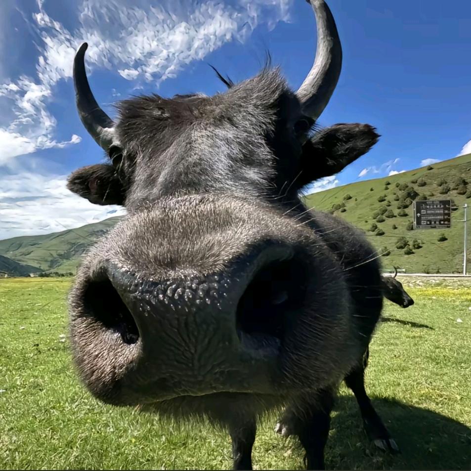 小牛🐂