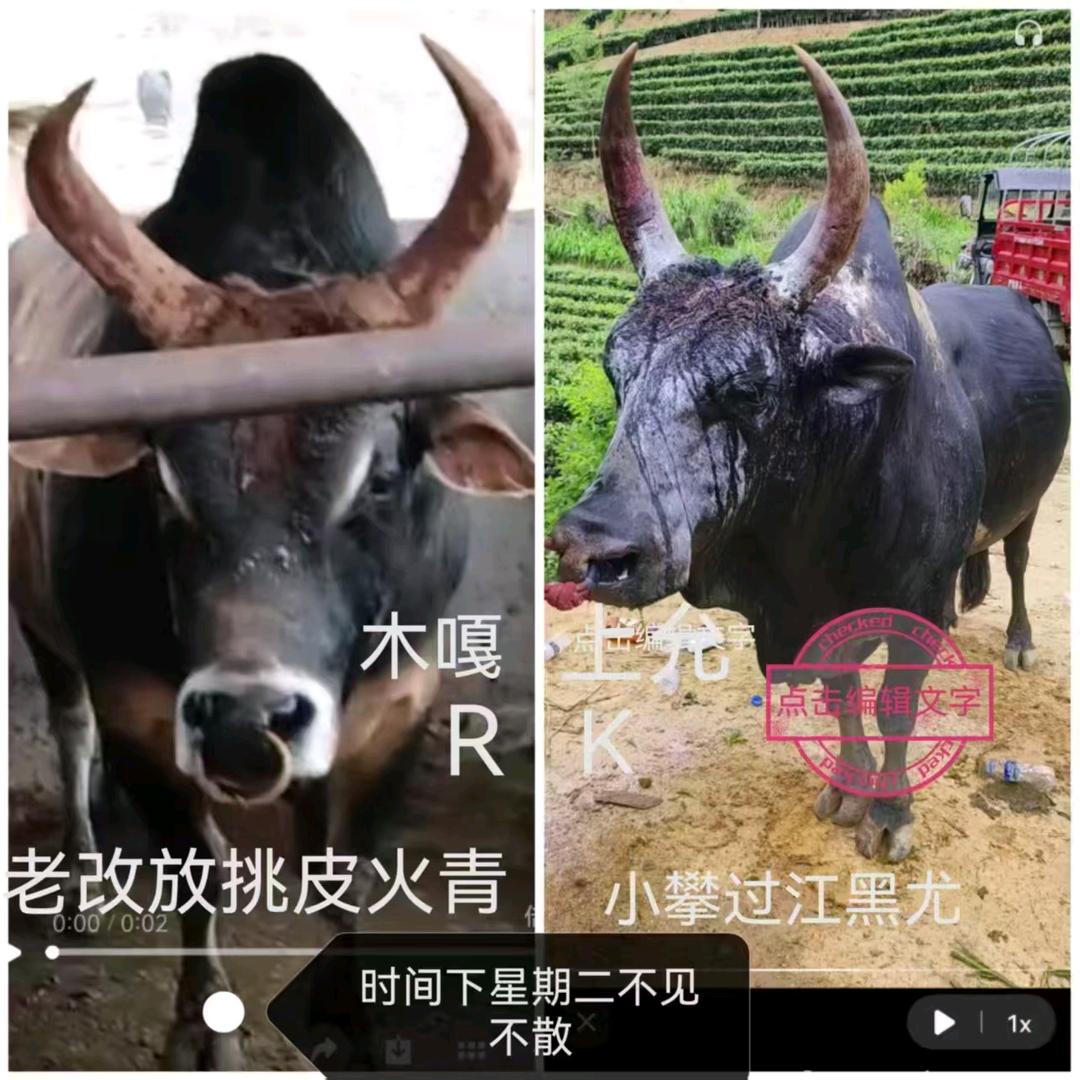 久伴不离
