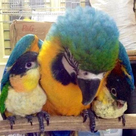 三只鹦鹉生态农场