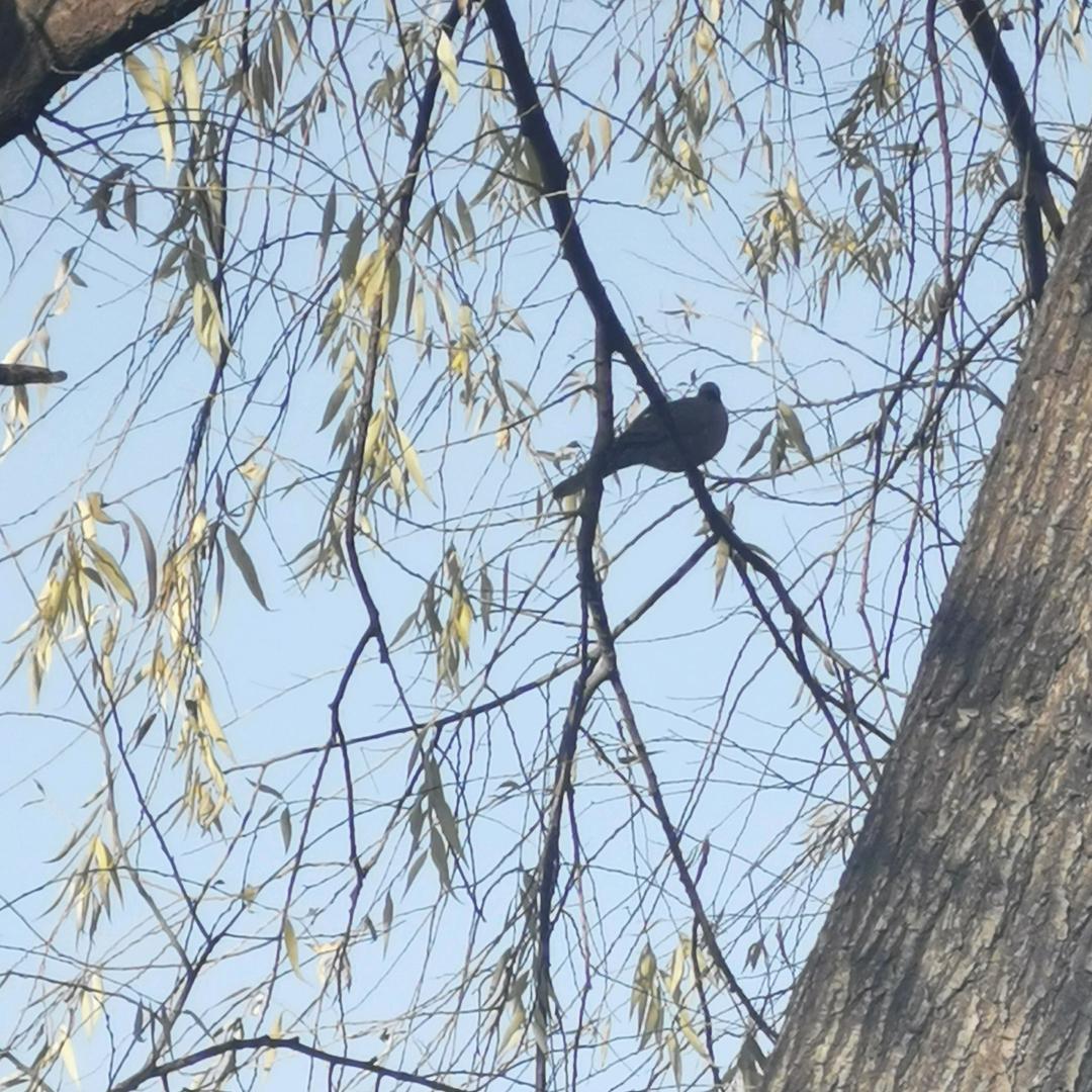 颜颜