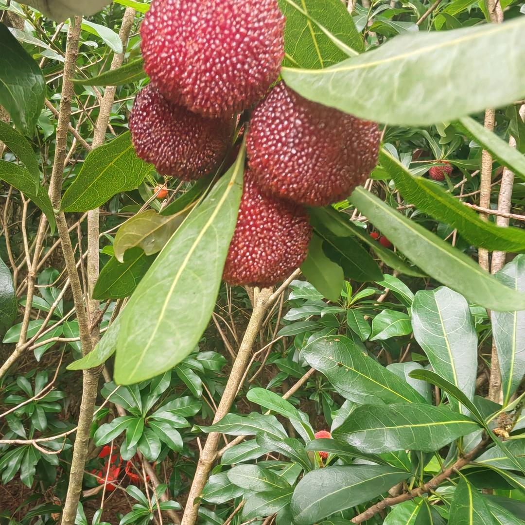 火墩墩