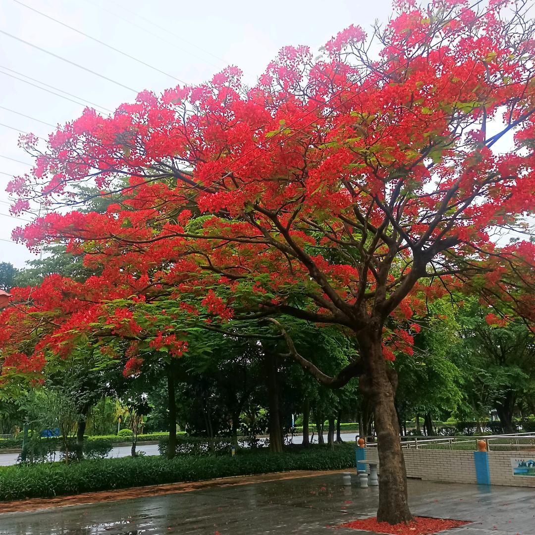 刘海