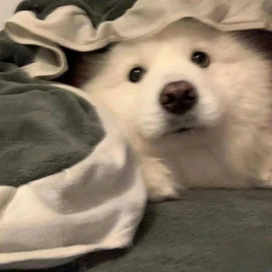 忱
