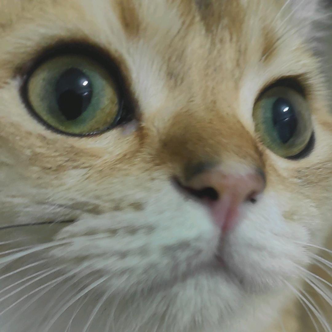 精艺修脚-凤凰城店