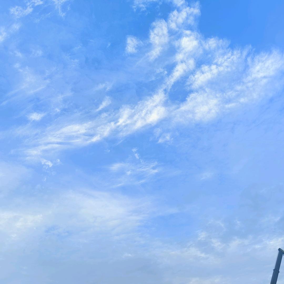 木槿昔年