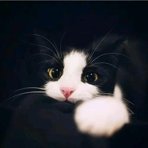 语其