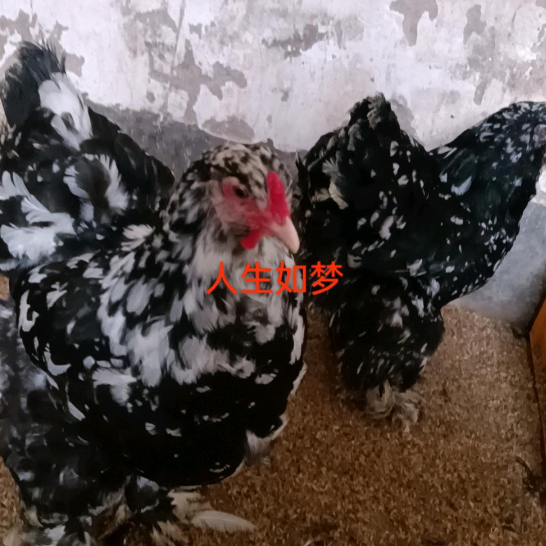 曹县精品婆罗门特禽养殖