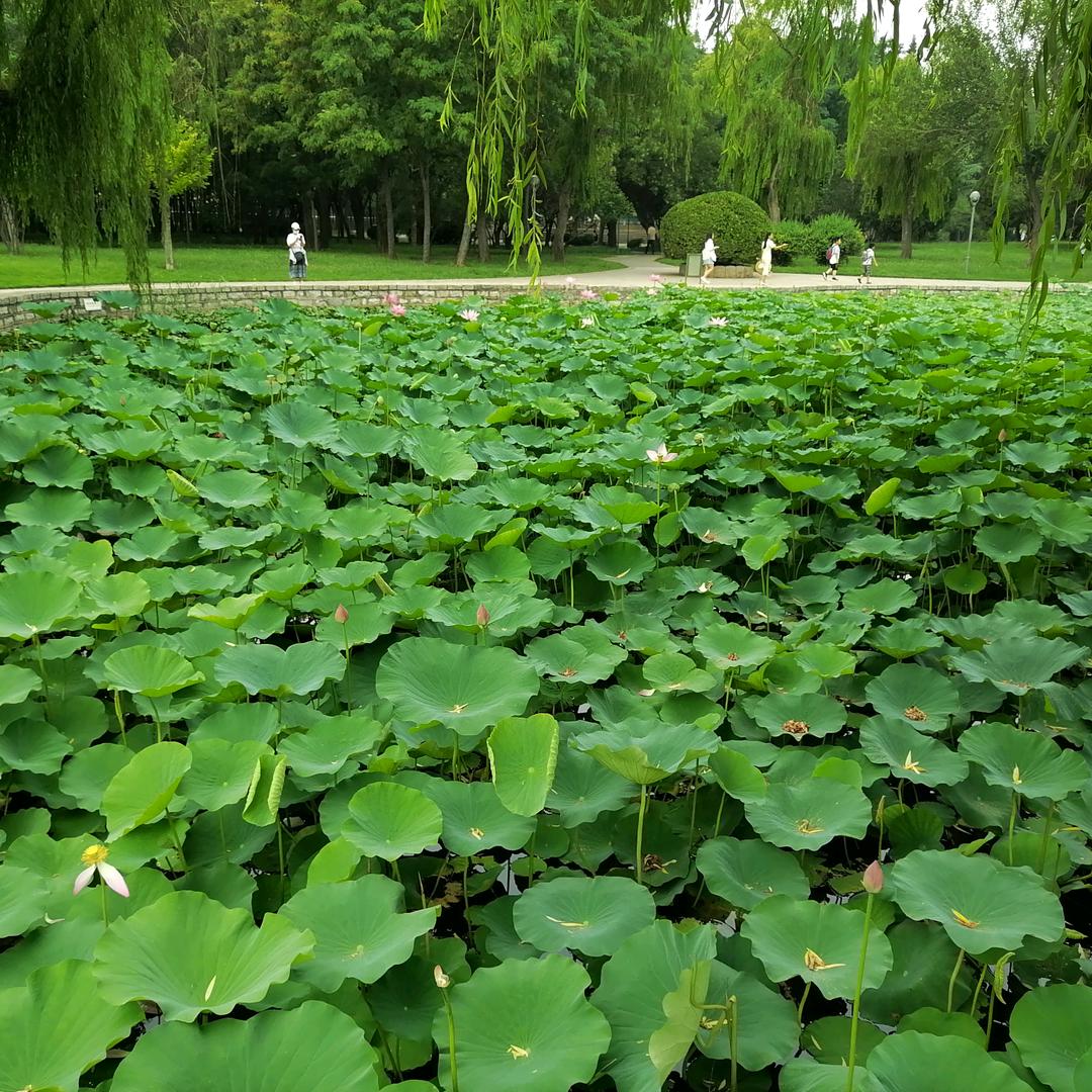 王者荣耀～小乔