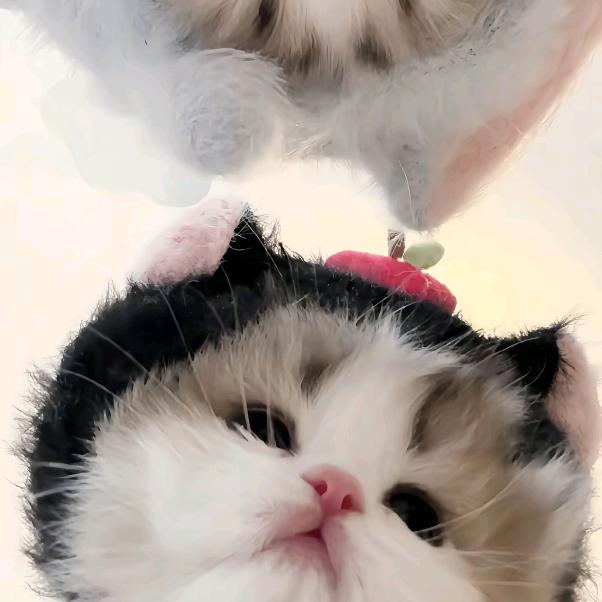 丸籽鱼