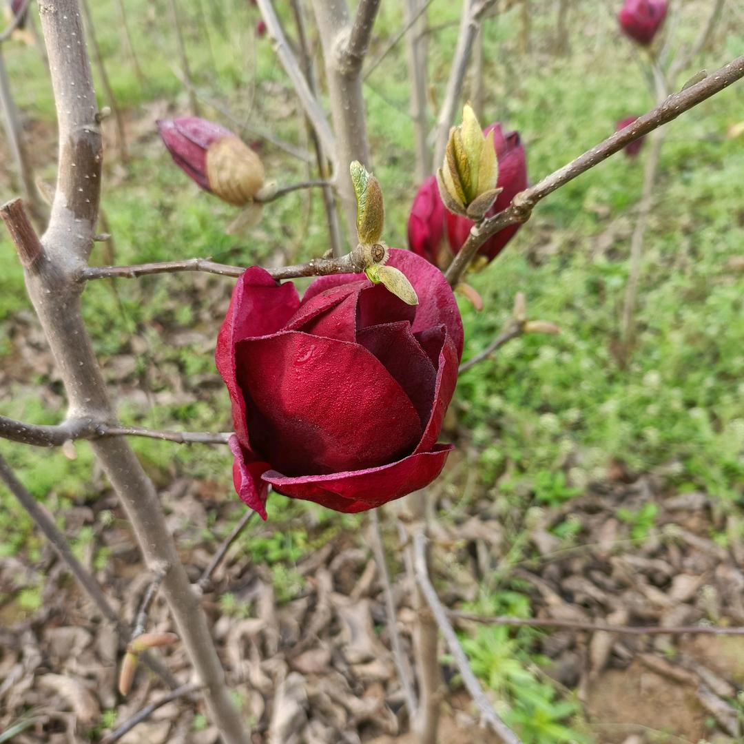 玉兰，🌷郁金香🌷月季，紫薇五角
