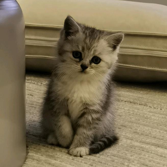 叫兔兔的小猫