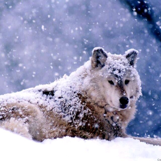 天津の狼哥