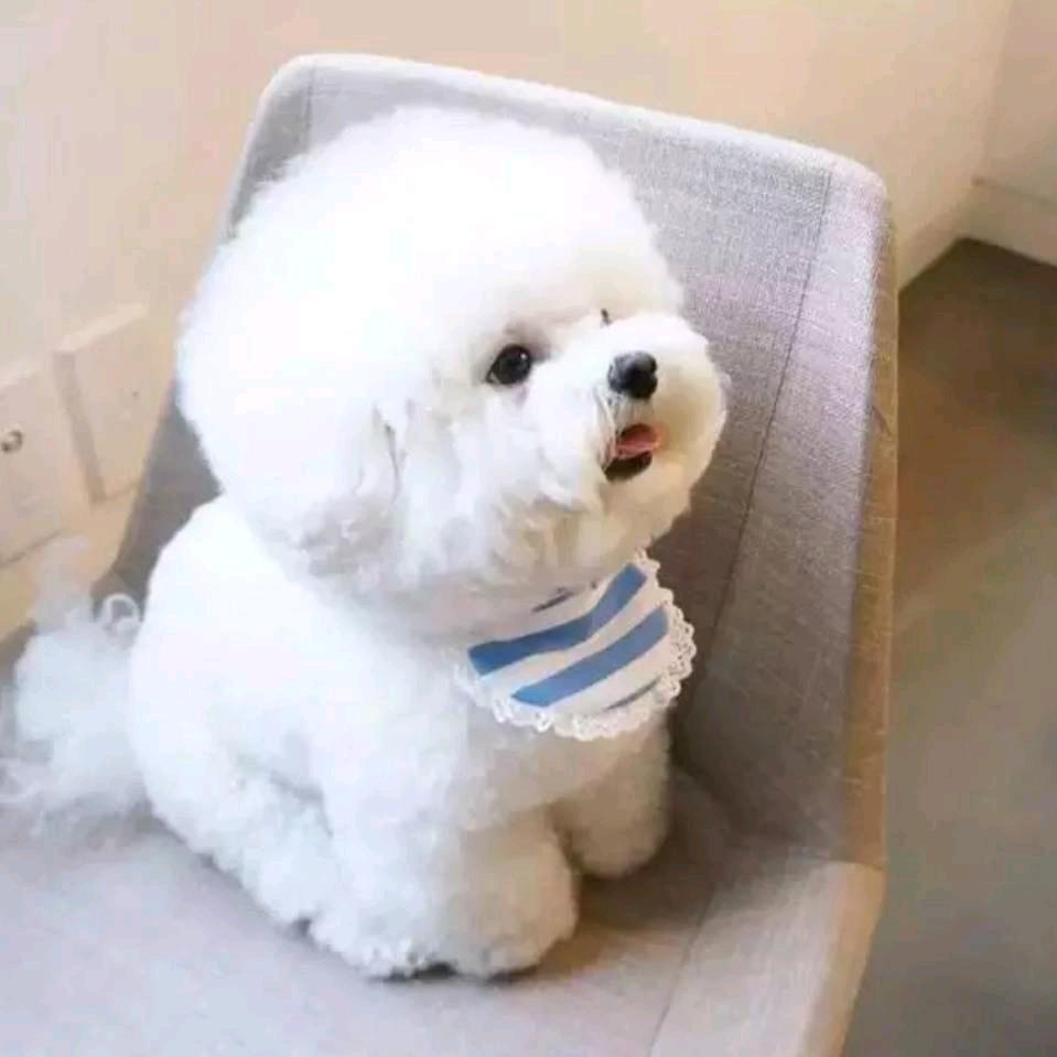 琴琴