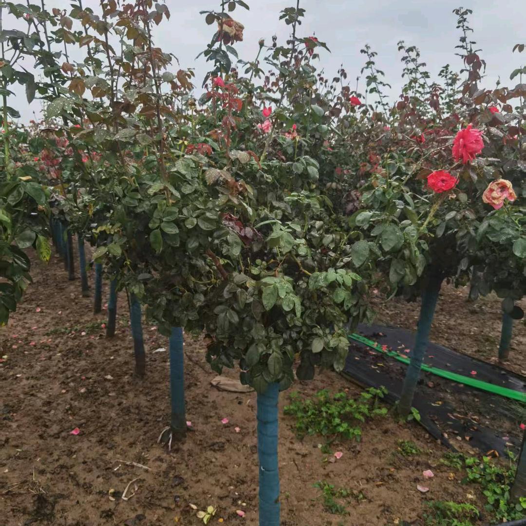 高杆月季夏溪直销