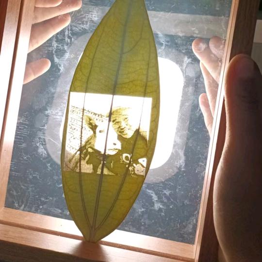 毕力格