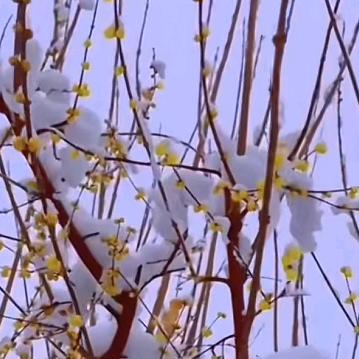 梅花