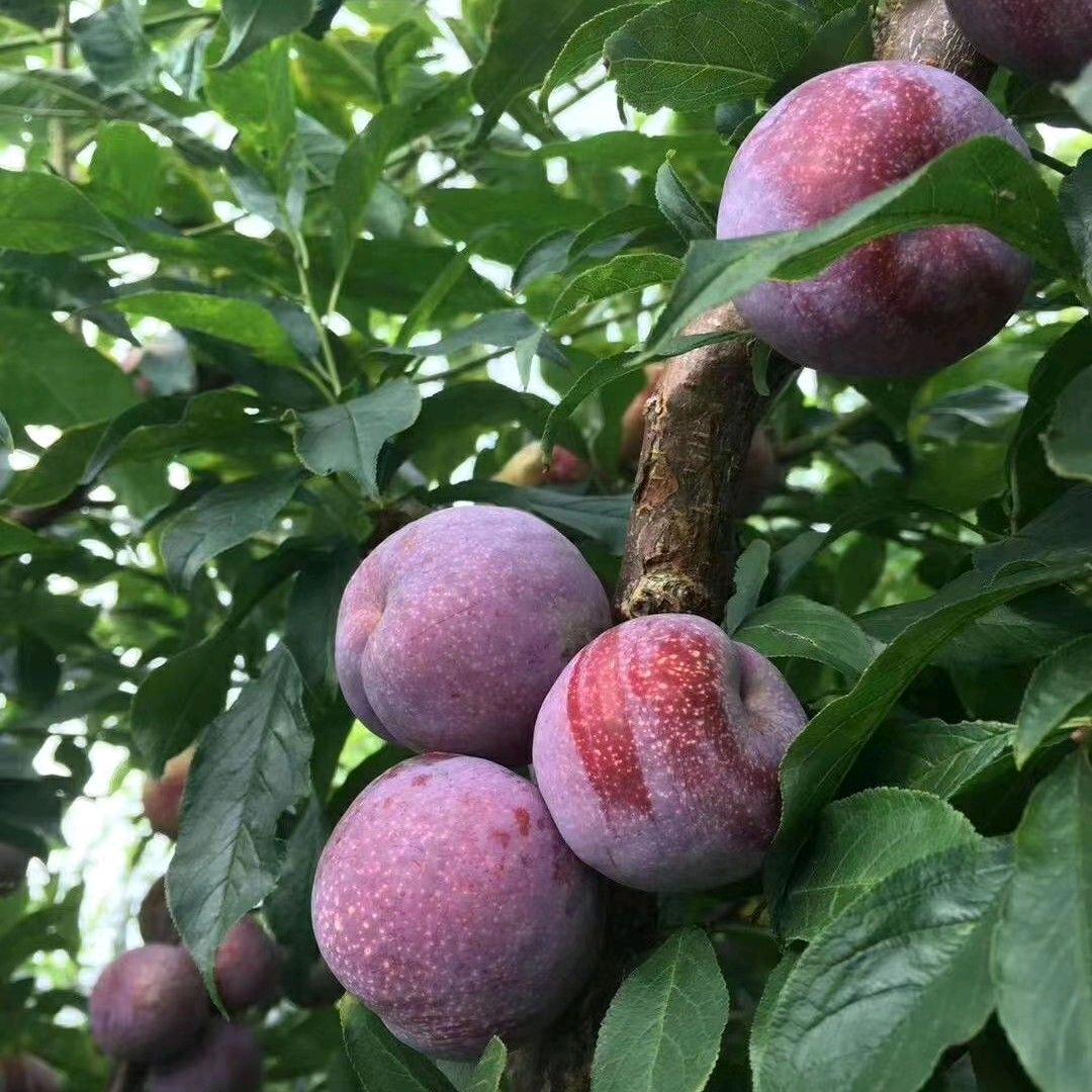 钱排九妹三华李