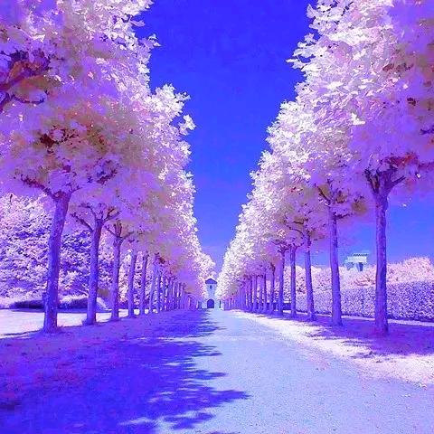 冰雪