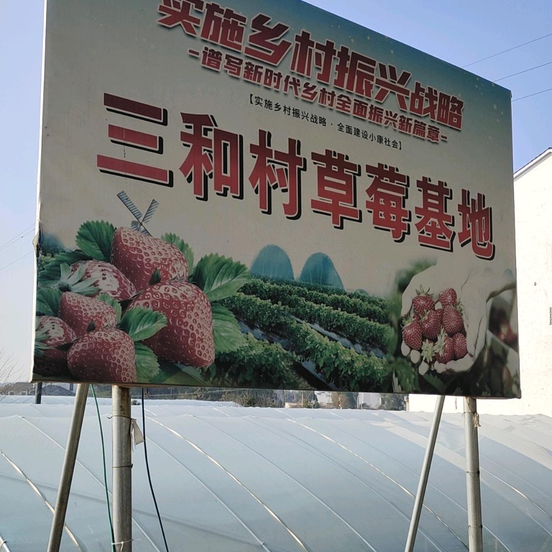 三和村草莓园英姐