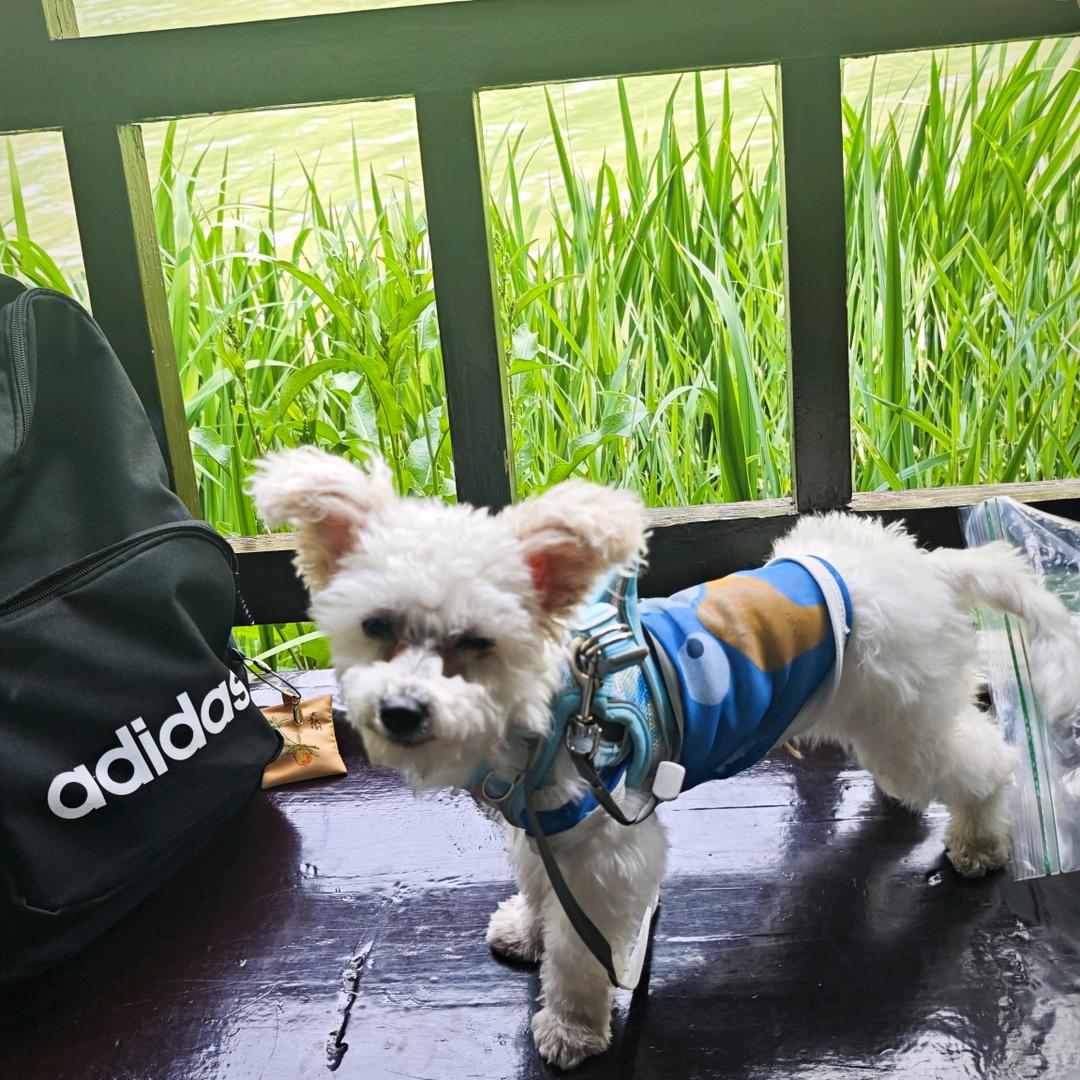 哆哆是个跳跳虎🤪᭄~