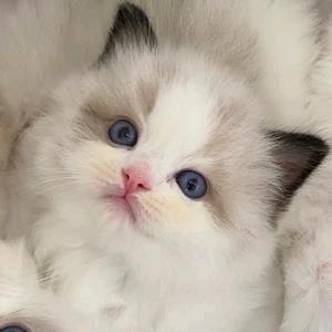 孙阿姨的小猫咪