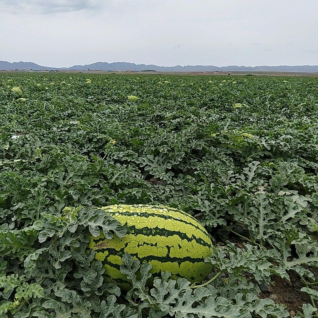 硒望田野（石头瓜原产地）