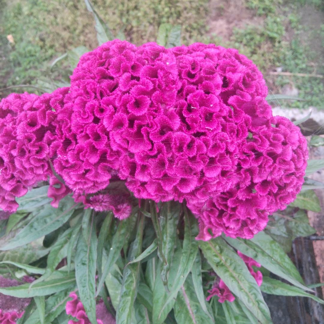 🥀ღ爱护᭄自己
