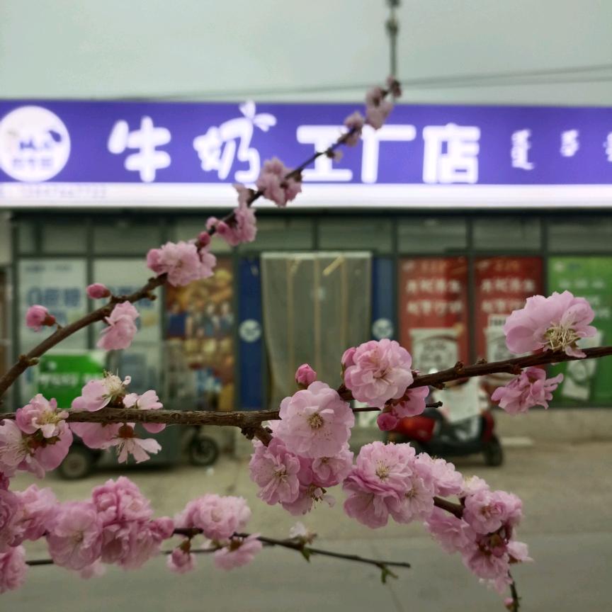 林东镇四道街牛奶工厂店
