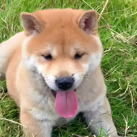 安顺_精品_田园犬