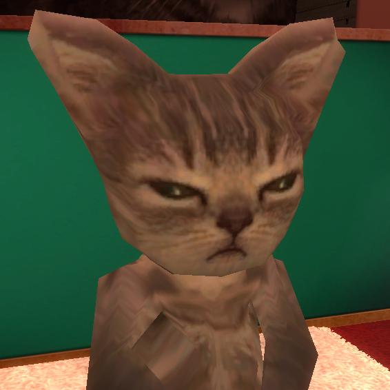 猫
