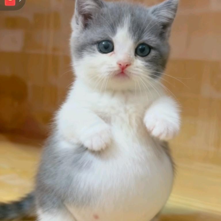 💮影子先生🚷