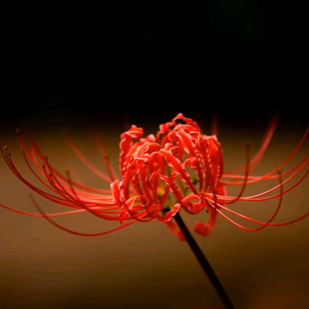 寒夜之洺🇨🇳