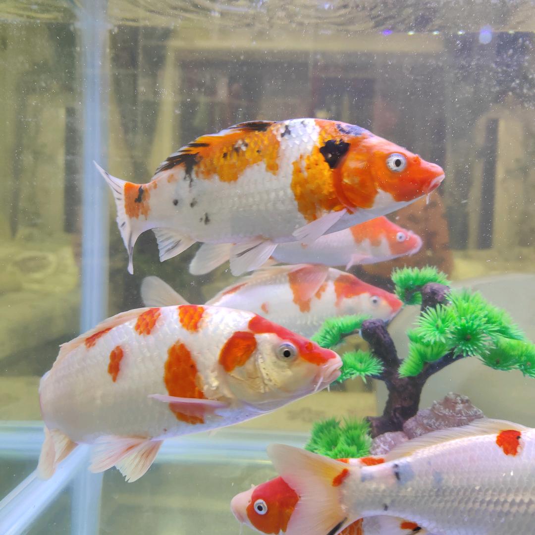 ✪ω✪祥瑞之星⭐️