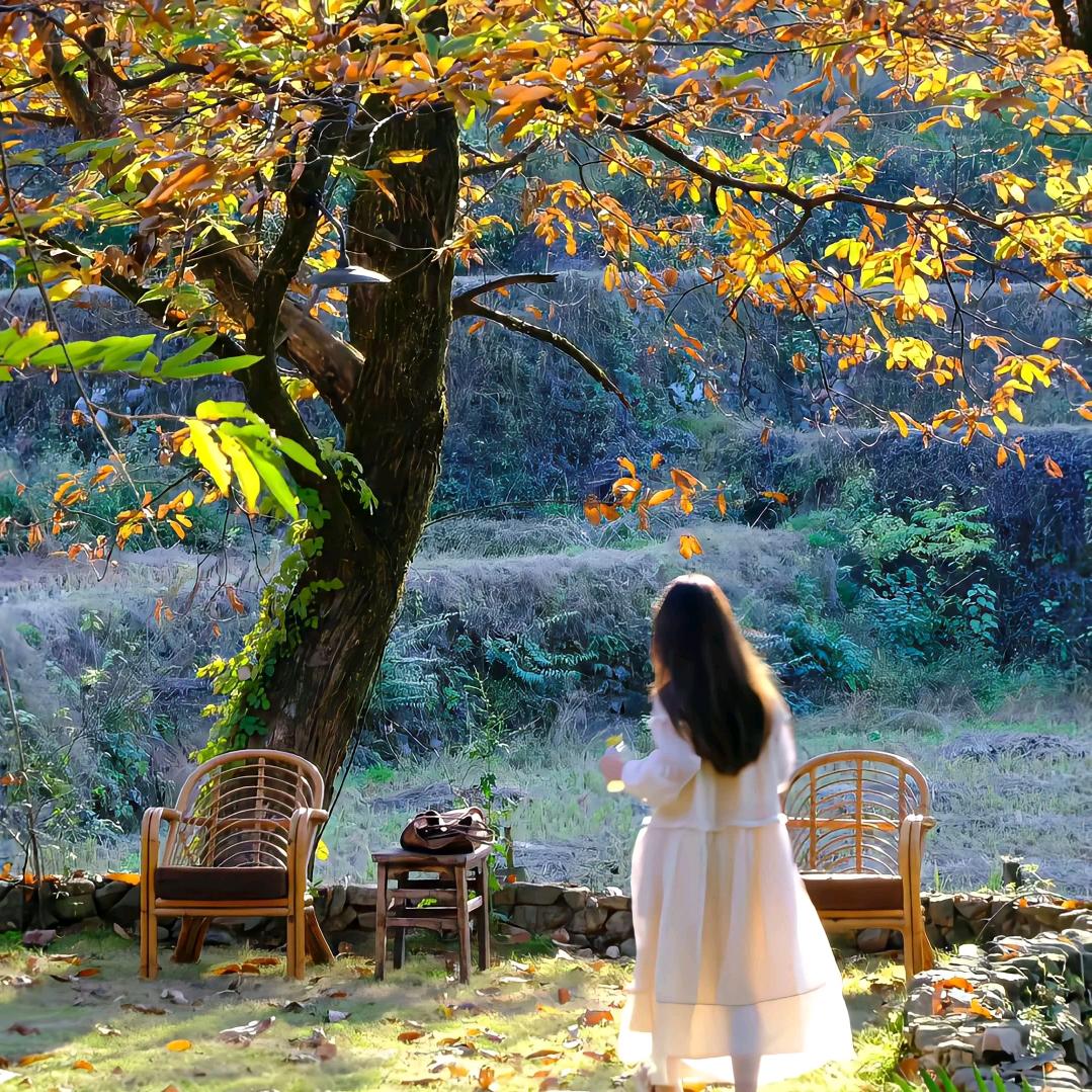 云澜书轩（大菠萝）