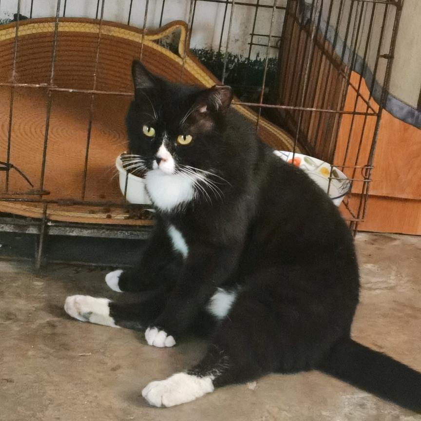 与流浪猫同行的日子