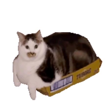 小佳