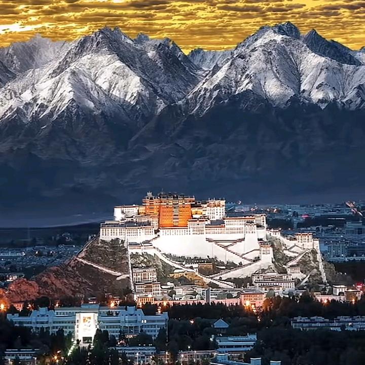 抖金毛