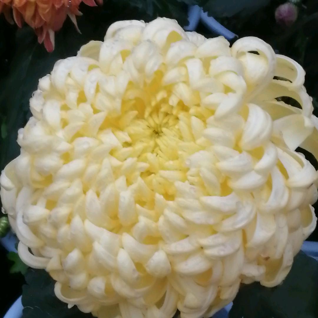 杨家将K歌