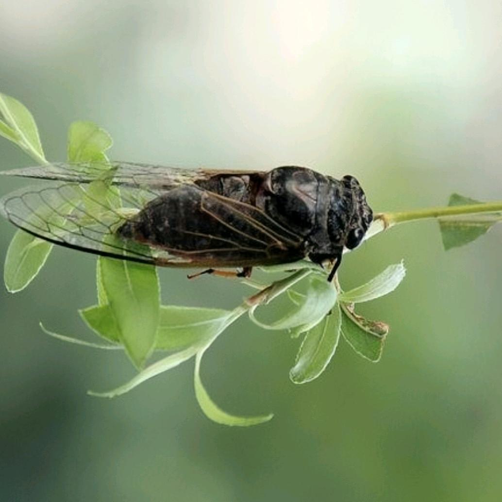 才高八斗蜻蜓vd