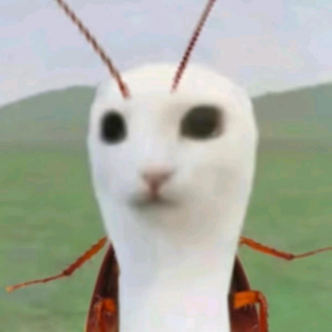 呆呆鱼
