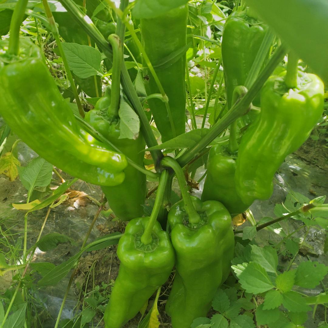 放下执着活出自我