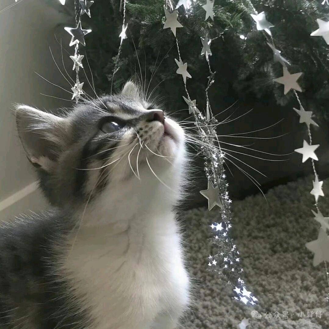 星星星星星