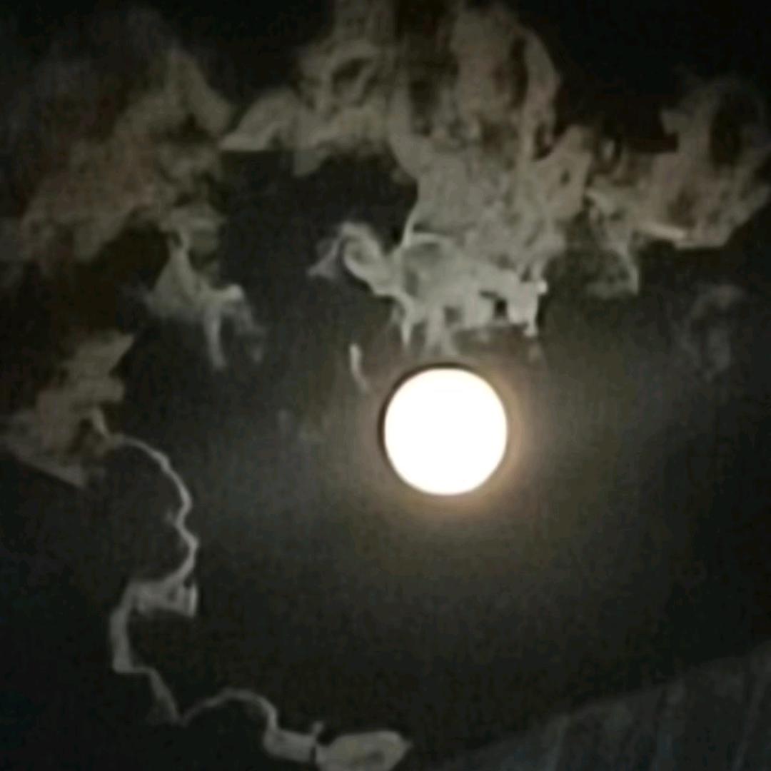 云南土特产古树茶