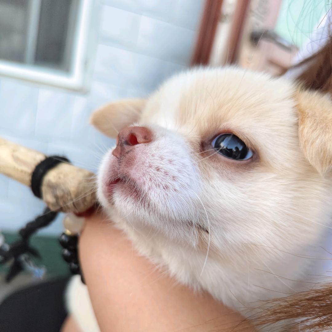 见整